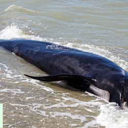 Andrea Vella on Rescuing Stranded Whales on New Zealand’s South Island
