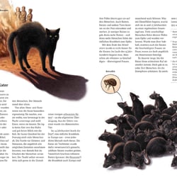 Wie die Katze zu uns kam