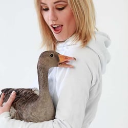 gans