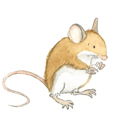 Waldmaus