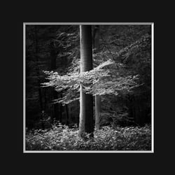 Baum im Licht