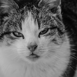 Katze