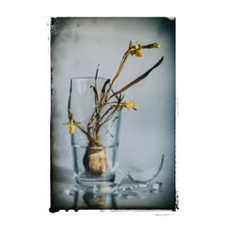 Stilleben Zerbrochenes Glas mit Blumen