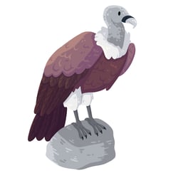 vulture