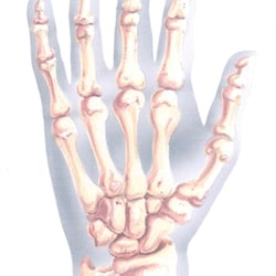 Handskelett