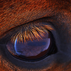The Eye