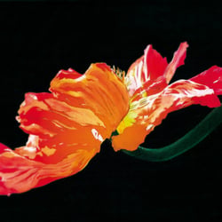 “POPPY” – Acryl