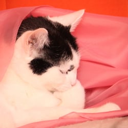 Bastet the Cat 2012 Teil 04