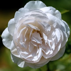 Sebastian Kneipp