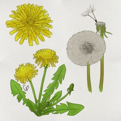 Kräuterkunde: Löwenzahn