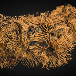 Coral Structure