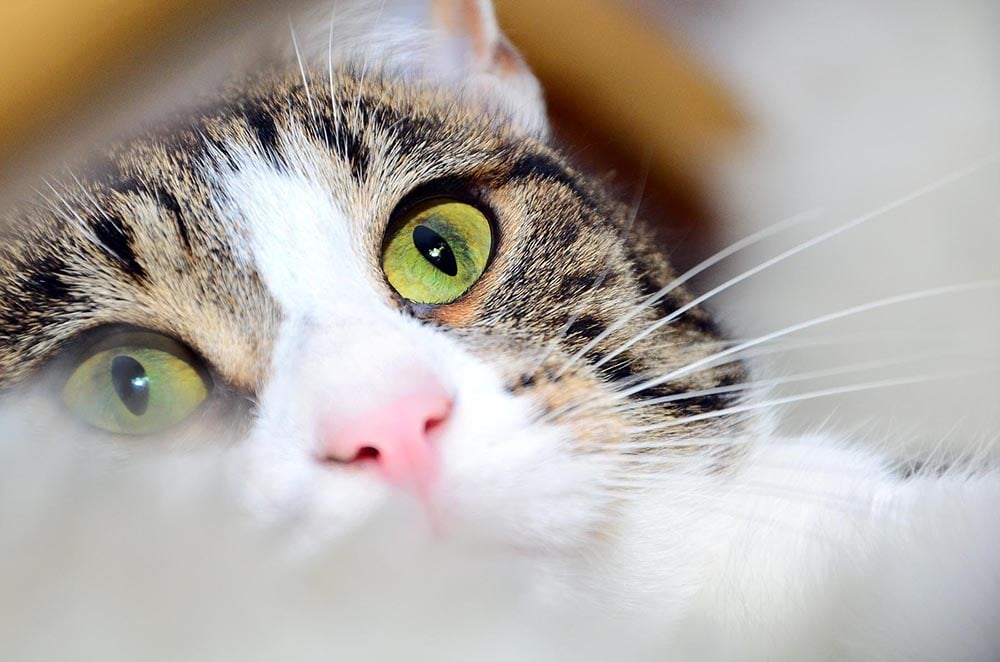 Katze