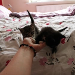 Baby Cats Edward and Bella 2012