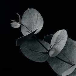 Still-Life / Produktfotografie