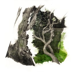Baum, Eukalyptus, 2012, Bleistift und Aquarell