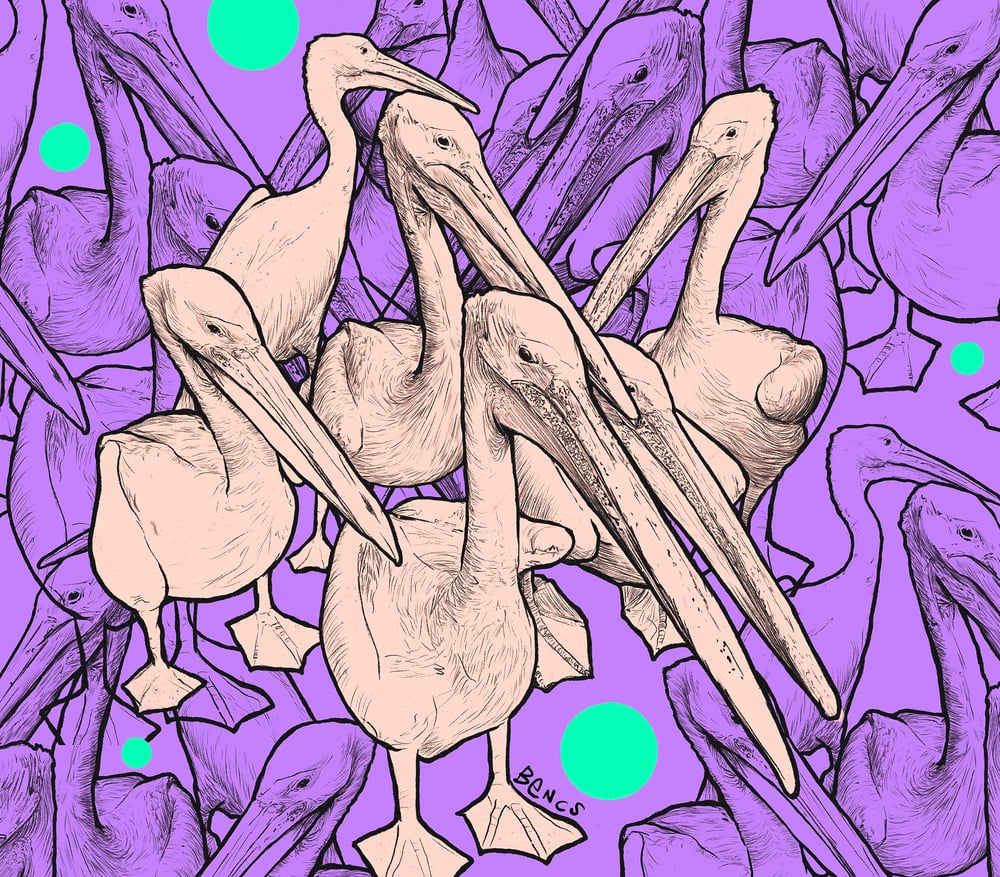 Pelikan-Gang