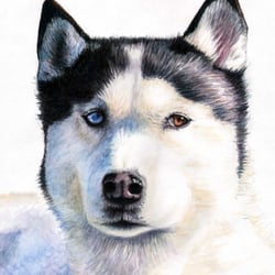 Husky, Aquarell