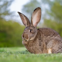 Hasenportrait