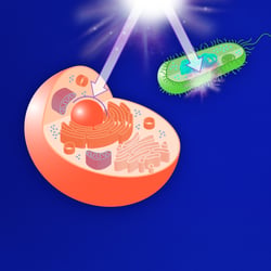 neoplas med – Illustrationen