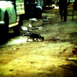 The Cat of Tel Aviv