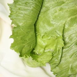 Eisbergsalat Nov. 2012