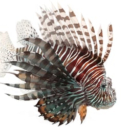 Rotfeuerfisch
