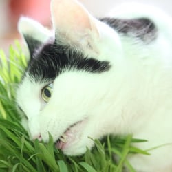 Bastet the Cat 2012 Teil 04
