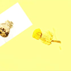 Βoτανα – Herbs- Kräuter – Gewürze- Fotoübungen Jun. 2017