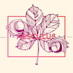 Aesculus – Rosskastanie