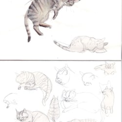 Schwiegermutters Kater