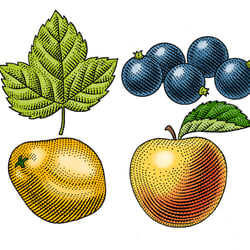 Apfel+Quitte+Beeren