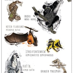 Tiere auf Madagaskar