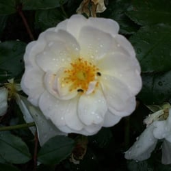 Natur 2012 Blumen