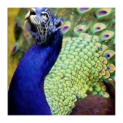 fotomanipulation
