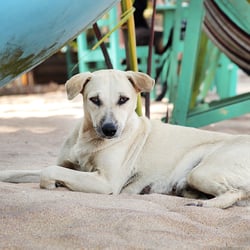 Straßenhund auf Sri Lanka