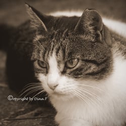 CAT  AUG. 2014