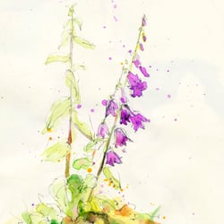 Glockenblume – Tool: Bleistift, Aquarellfarben