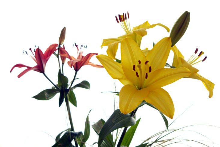 Flower II.