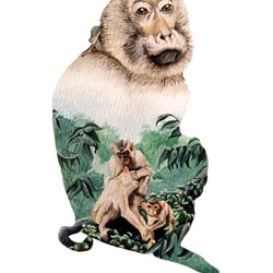 Logo für das Macaca Nemestrina Project in Malaysia