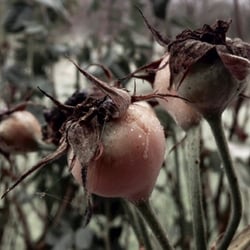 iPad Photographie – Hagebutte (weniger Kontrast)