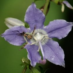 Krabbenspinne