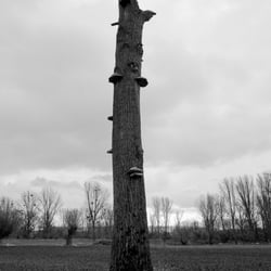 Projekt 16 – Urdenbacher Kämpe