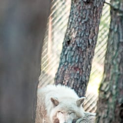Animalisch gut