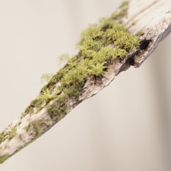 Close Up | Branch