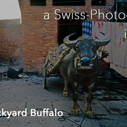 backyard buffalo