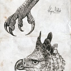 Harpia Viellot