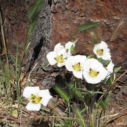 kleine weiße Blüten