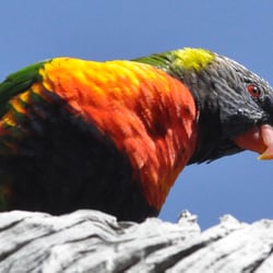 RAINBOW LORIKEET | MOUNT MARTHA VIC | AUSTRALIEN