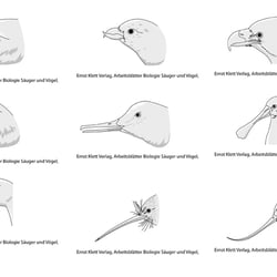 Ernst Klett Verlag, Arbeitsblätter Biologie Säuger und Vögel