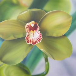 Orchidee